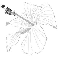 Close-up image of a hibiscus flower in grey