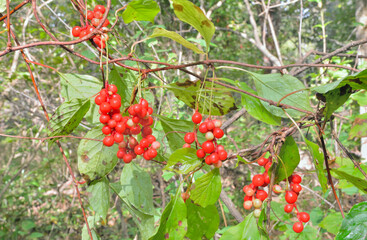 Far-Eastern plant (Schisandra chinensis)