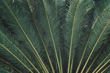 Obraz premium green palm leaves. leaf pattern