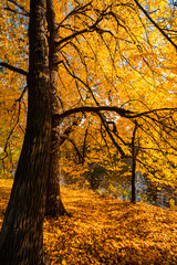 Fototapeta premium View of city park in autumn