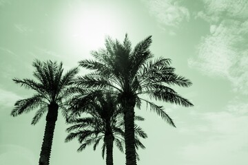 Tropical tourism paradise palms in sunny summer sun green sky. Sun light shines through leaves of palm. Beautiful wanderlust travel journey symbol for vacation trip to southern holiday dream island