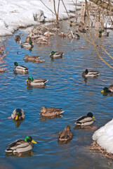 Wintering Mallards (Anas platyrhynchos) in Moscow region, Russia