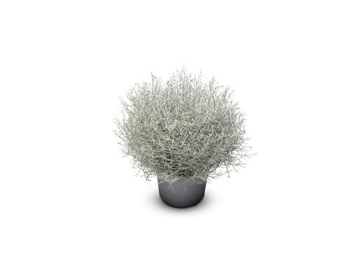 Silver Wire Netting Plant, Cushion Bush (Calocephalus brownii), potted plant Calocephalus Brownii Silver Bush plant in a pot isolated white​backgroun​d with clipping path 