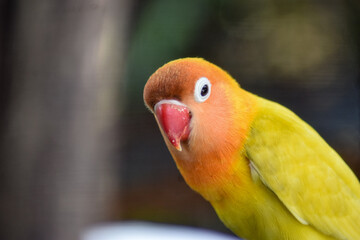 beautiful green parrot lovebird. animal wild life