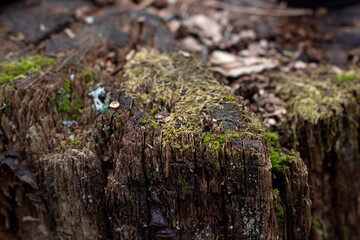 Old wet tree stump in the forest, covered with green moss, with blurred background