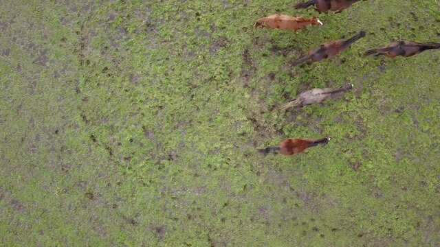 Top down aerial drone image of horses in a green field during a golden hour sunset. High quality 4k footage