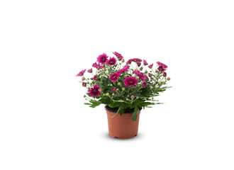 Naklejka na ściany i meble Chrysanthemum pink flower in a pot isolated on white background with​ clipping path​