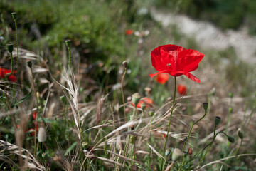 Coquelicot parmi des épis