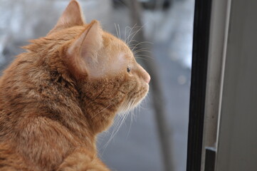 A red cat looks out of the window at the street