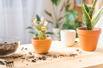 Gardens, taking care and transplanting plant a into a new ceramic pot on the wooden table. Home gardening, love of houseplants, freelance. Spring time. Stylish interior with a lot of plants. 