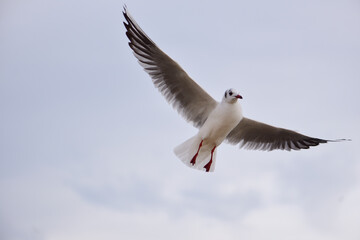 Gray sky and seagull soaring high in the clouds
