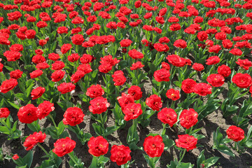 Bright red tulips. Red and green background.