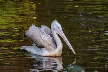 Dalmatian Pelican (Pelecanus crispus) on lake