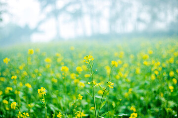 the yellow ripe mustered flowers with plant growing together in farm