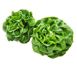 Green salad, two pieces. An annual plant from the genus lettuce of the Asteraceae family. Delicious...