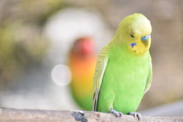 Naklejka premium Green parrots sitting on tree