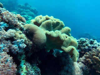 Naklejka na ściany i meble corals in the reef