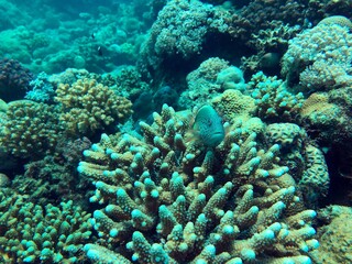 Naklejka na ściany i meble a fish in the coral