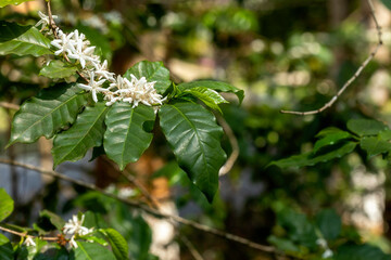 Close up view of arabica coffee white color flower blossom on coffee tree in plantation