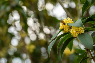 Group of white Sweet Osmanthus or Sweet olive flowers blossom on its tree in spring time