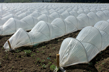 serres plastique