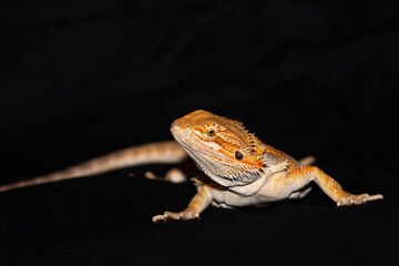 Full bearded dragon on a black background