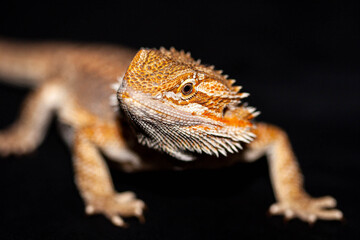 Bearded dragon close to head, on a black background