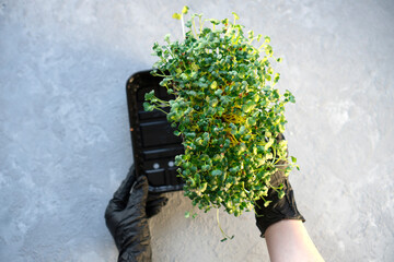 Fresh microgreen sprouts alfalfa in female hands