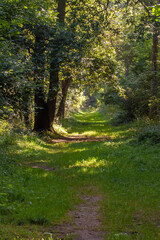 Woodland ride with sun dappling through the trees