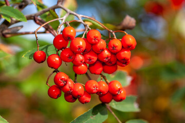 Bright red Rowan berries still on the tree. Also known as Dogberry, Witchwood, Quickbeam or Mountain Ash