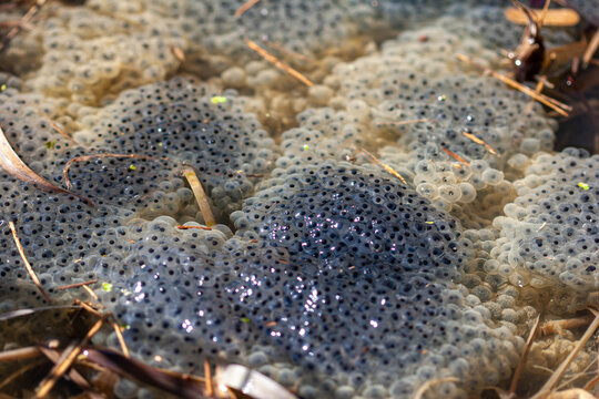 Mounds of Frog Spawn some above the water, others below.