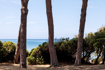 Sonniger Strand mit Pinien in der Toskana
