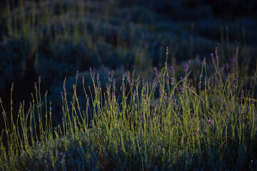 lavender on filed