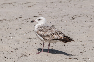 Immature Herring Gull (Larus argentatus) in park, Germany