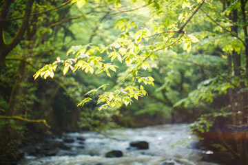 Obraz na płótnie Canvas Mountain river with forest landscape. Tranquil waterfall scenery in the middle of green tree foliage. Romantic softness mountain stream. Sunshine toned blur scenic photo with copy space