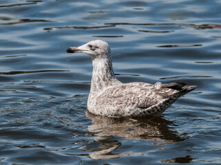 Immature Herring Gull (Larus argentatus) in park, Germany