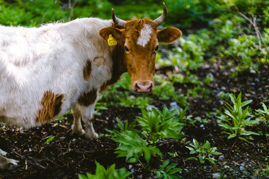 Portrait of cow feeding on grassland meadow surrounded forest trees. Organic eco livestock and agriculture, countryside rural landscape with farm animal. Scenic close up photo with copy space