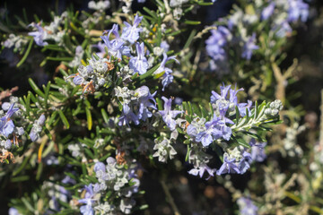 Obraz premium Rosemary plant in a garden during winter