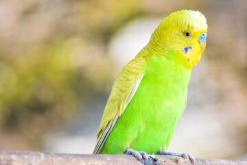 parrots on a branch on a tropical island