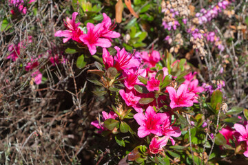 Pink flowers of azalea in a garden during winter
