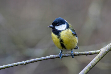 Fototapeta premium Great Tit perched on a thin branch, body facing the front head facing left