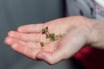 Child's hand holds white mustard microgreen sprouts on the palm