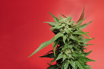 Blooming cannabis branch. Fresh plant isolated on red background. Green marijuana leaves. Hemp...