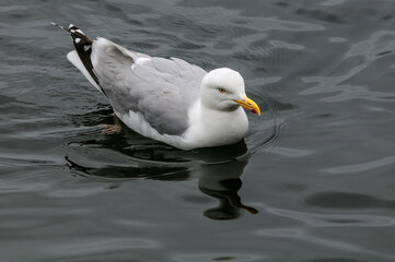 Adult Herring Gull (Larus argentatus) in park, Germany
