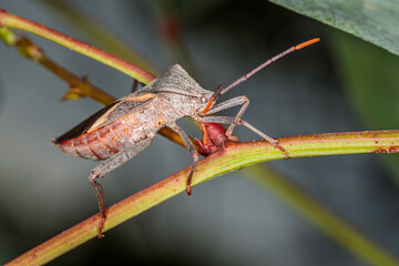 Crusader Bug, Hughes, ACT, January 2021