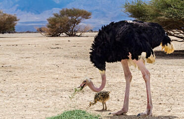 Male of African ostrich (Struthio camelus) with young chicks in nature reserve park, Middle East