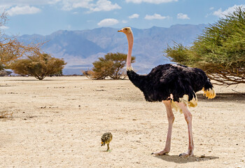 Male of African ostrich (Struthio camelus) with young chicks in nature reserve park, Middle East - 422261584