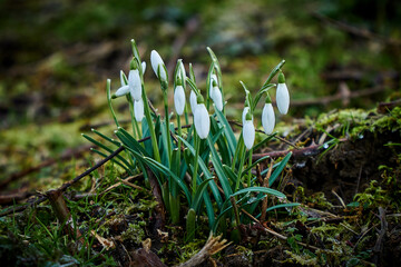 Snowdrops growing on moss