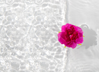 Beautiful rose petals macro with drop floating on surface of the water close up.