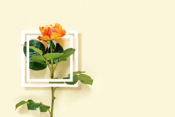 Beautiful red rose with  white frame on delicate yellow background.